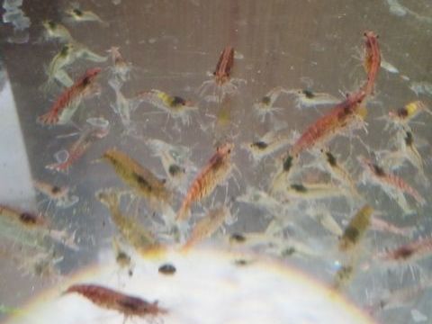 Crevettes Red Cherry d&eacute;class&eacute;es 1 68200 Mulhouse