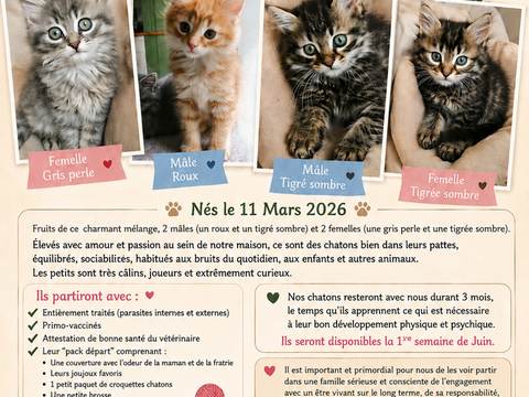 4 petits chatons cherchent une famille. 0 50590 Regnéville-sur-mer