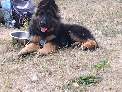 2 Femelles berger allemand poil long 1000 62730 Marck