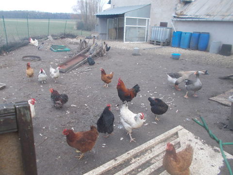 Passionné animaux avec grande ferme je récupère vos animaux 590000 45770 Saran