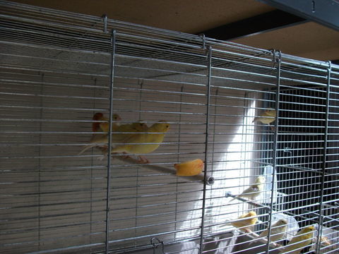 cede canaris 20 59282 Douchy-les-mines