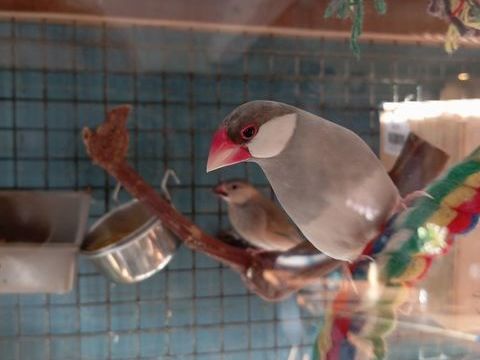 Oiseaux paddas sevr&eacute;s 
20 31120 Lacroix-falgarde