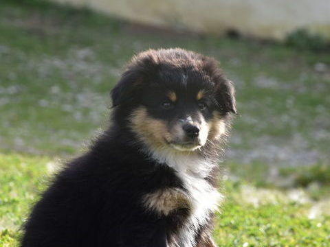 Magnifique chiot berger am&eacute;ricain miniature 1800 12290 Le vibal