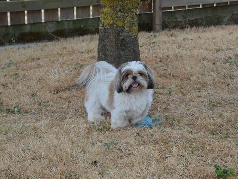 Jeune shih tzu m&acirc;le 400 85250 Saint-andré-goule-d'oie