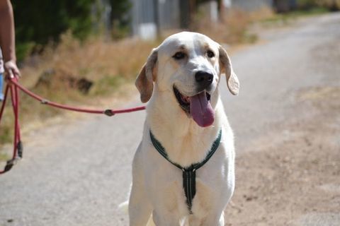 Magnifique Mastin Espagnol (ok chat) 315 24140 Douville