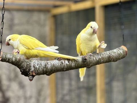 Perruche souris 145 94320 Thiais