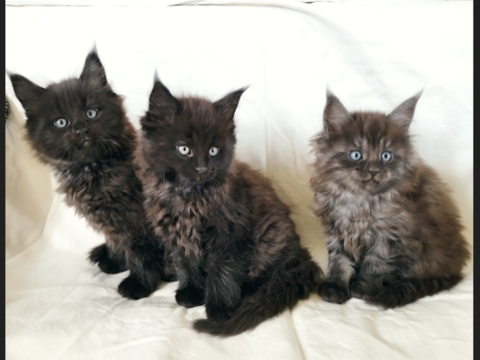 Chatons Maine Coon LOOF 1200 87400 La geneytouse
