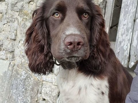 10 chiots à réserver
100 14230 Isigny-sur-mer