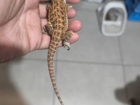 Pogona , dragon Barbu 90 80080 Amiens