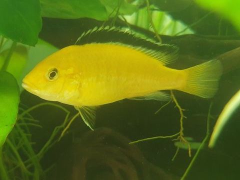 Labidochromis caeruleus jaunes 15 93230 Romainville