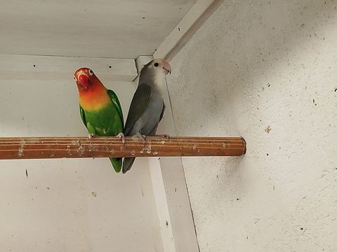 Agapornis 20 79370 Fressines