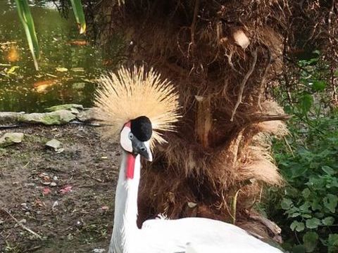 Couple grue couronn&eacute;e grise reproducteur 1000 38440 Villeneuve-de-marc