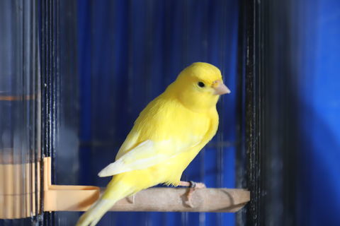 CANARIS 25 43210 Bas-en-basset