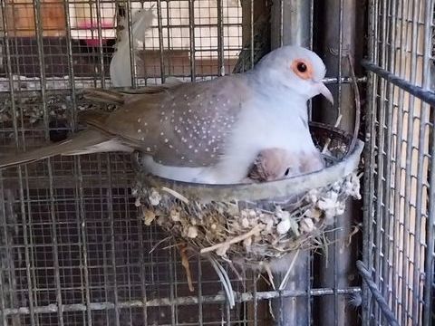 Colombe diamant isabelle 30 30140 Anduze