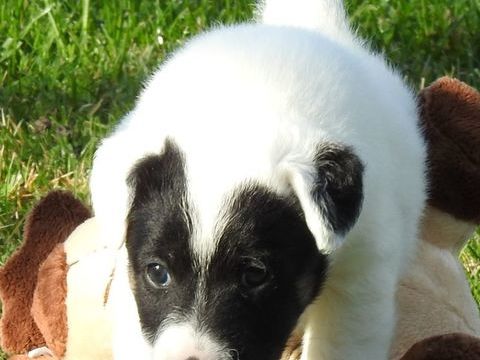 Magnifiques chiots LOF Fox terrier poil lisse 1000 28800 Pr-saint-vroult