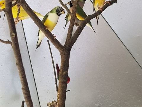Femelles diamant de gould 40 86800 Lavoux