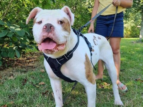 Ta&iuml;ka bouledogue proche de son humain 250 35000 Rennes