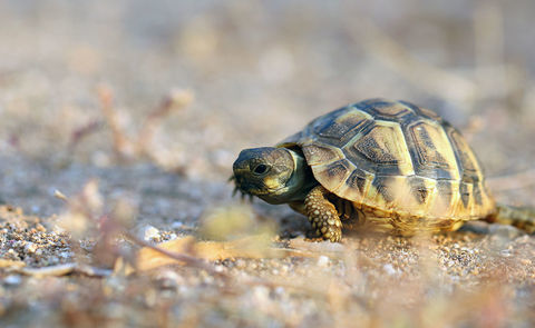 JUV&Eacute;NILES 2025 tortue 40 83100 Toulon