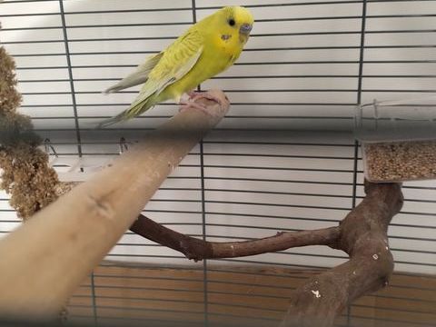 Perruche m&acirc;le ondul&eacute;e 15 17610 Chaniers