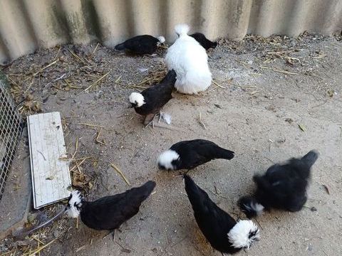 Poule Hollandais. Coq Hollandais Hupp&eacute;. 25 32120 Homps