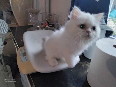 Chatons Persans 650 30340 Rousson