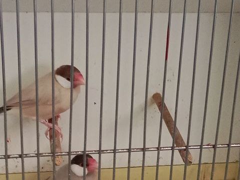 Oiseaux exotiques padda 50 56350 Rieux