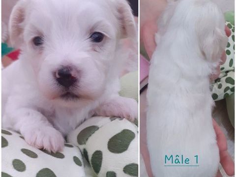 BICHONS HAVANAIS 890 22220 Trdarzec