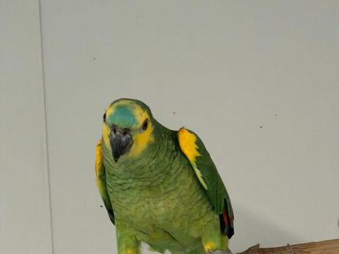  AMAZONE A FRONT BLEU MALE 2025 450 35133 Romagn�