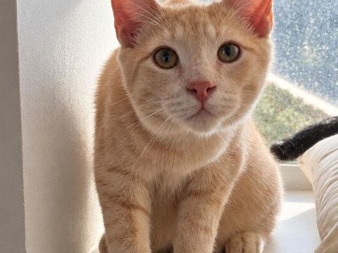 GULLIVER CHATON BEIGE SABLE 5 MOIS 225 92260 Fontenay-aux-roses