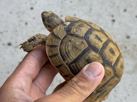 tortue terrestre greqa 90 69190 Saint-fons
