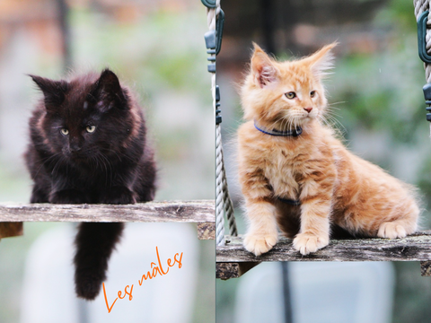 Chatons maine coon 1300 78730 Saint-arnoult-en-yvelines