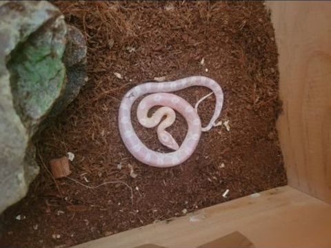 Serpent pantherophis 60 66000 Perpignan