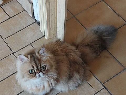Magnifique chatonne   Persan 600 95500 Le thillay