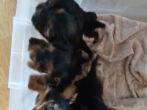 5 petits loulous yorkshires disponibles  . 850 29000 Quimper