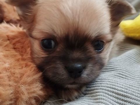 Chiots chihuahuas LOF poil long 1800 17100 Saintes