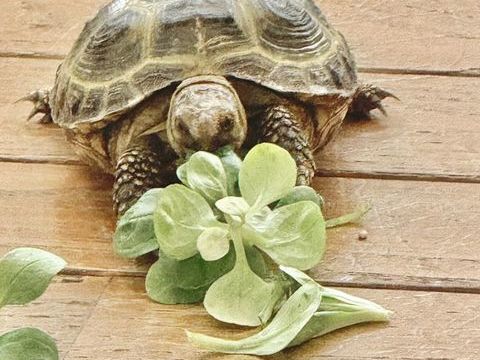 Tortue de terre 180 93330 Neuilly-sur-marne