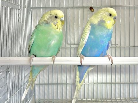 Tr&egrave;s Beaux Couples De Perruches Ondul&eacute;es Adultes De 2025 39 94450 Limeil-br�vannes