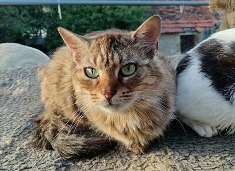 Lyne, chatte tigr&eacute;e &agrave; poils mi longs 230 18210 Bessais-le-fromental