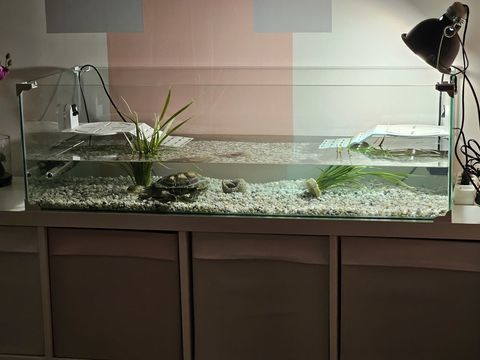 Aquarium + tortue d'eau 
200 28210 Villemeux-sur-eure