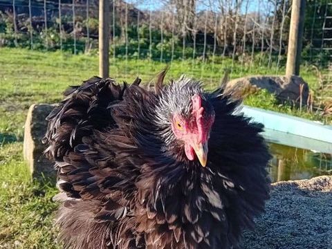 Poule de P&eacute;kin petite taille 25 29390 Sca�r