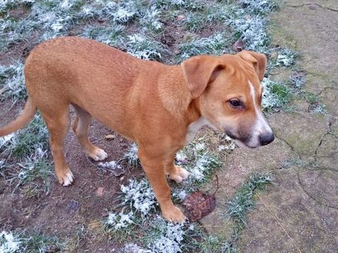 🐶Spooky, m&acirc;le crois&eacute; berger, n&eacute; le 15/06/2025 380 18000 Bourges