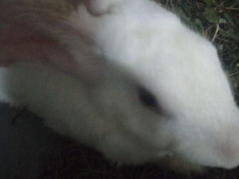 Lapin croisé zeo irlandais et papillon 50 97117 Port-louis