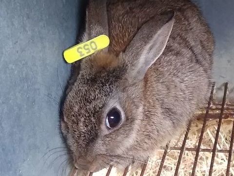 Lapins de garenne .
1 56140 Vannes