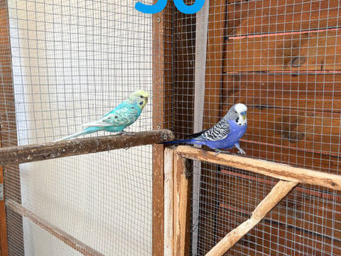 Couple perruches 50 33290 Blanquefort
