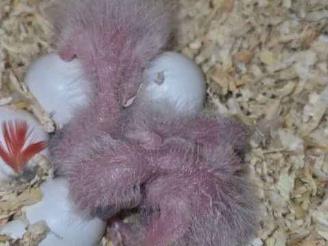 Pour eam pyrrhura 100 95190 Goussainville