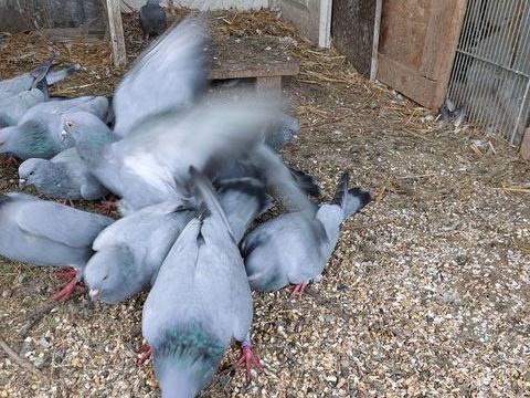  pigeons bleue de Gascogne 10 22600 La motte