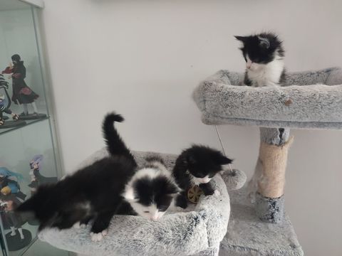 4 superbes chatons Maine Coon Noir et Blanc 1000 62940 Haillicourt