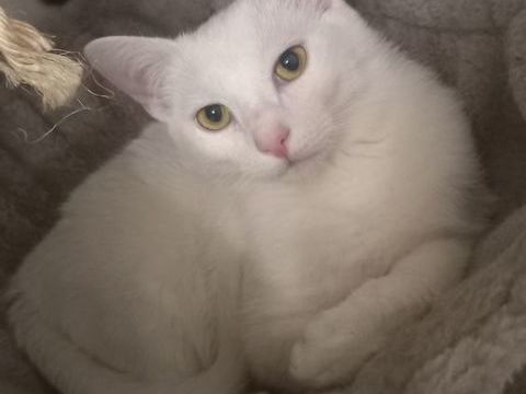 APOLLO 180 95420 Saint-gervais