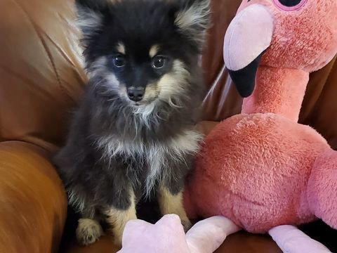 Adorables chiots Pomsky F3 mini 1400 31310 Montbrun-bocage