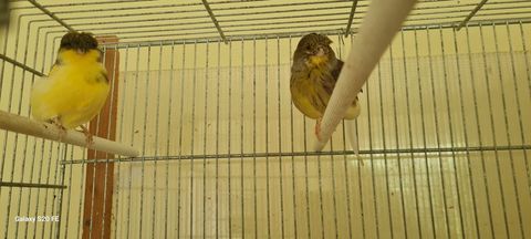  canaris Gloster 65 26210 Lens-lestang